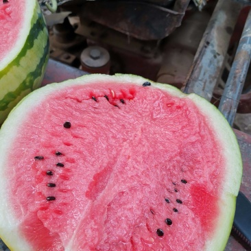 湖北西瓜精品西瓜美都西瓜产地直供个大皮薄甜度高欢迎咨询下单