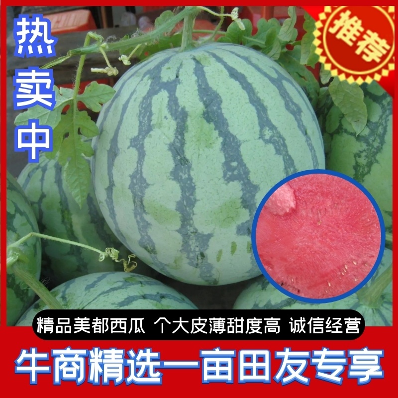 湖北西瓜精品西瓜美都西瓜产地直供个大皮薄甜度高欢迎咨询下单