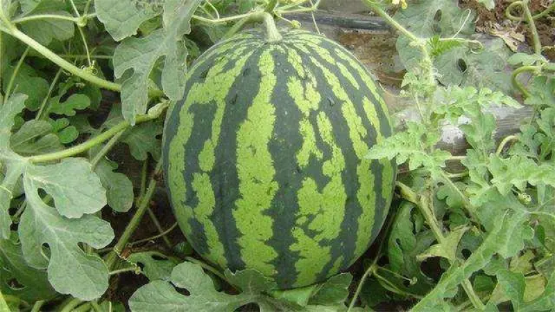 西瓜山东甜王西瓜量大质优保熟保甜一手货源保质保量
