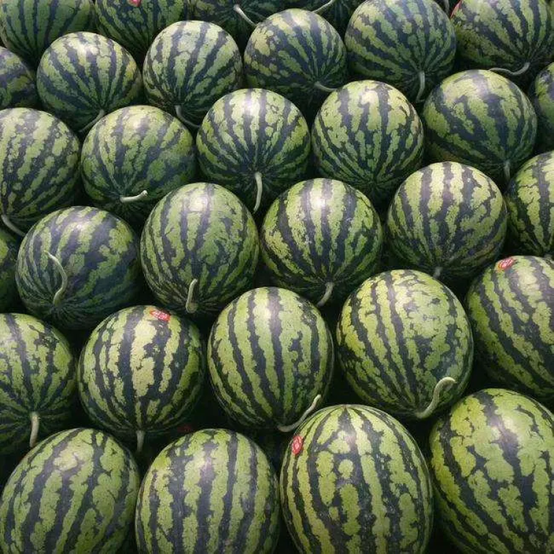 西瓜山东甜王西瓜量大质优保熟保甜一手货源保质保量