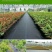 打孔防草布除草布抗老化果园除草布农用园林地布耐用