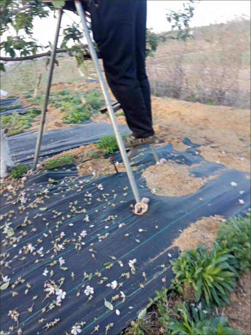 打孔防草布除草布抗老化果园除草布农用园林地布耐用