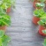 打孔防草布除草布抗老化果园除草布农用园林地布耐用