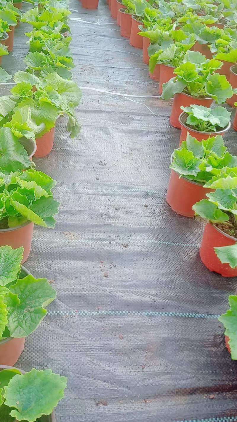 打孔防草布除草布抗老化果园除草布农用园林地布耐用