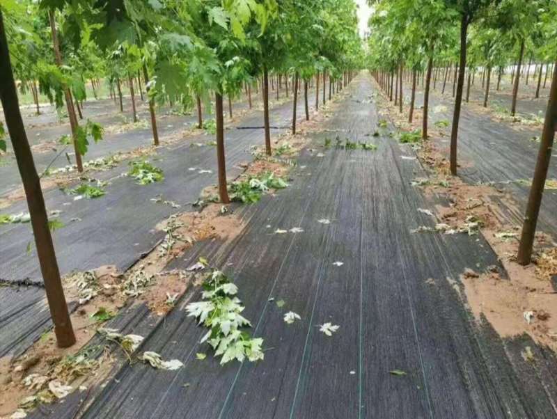打孔防草布除草布抗老化果园除草布农用园林地布耐用