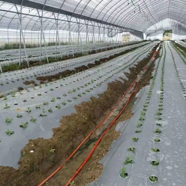 银黑打孔地膜全新料PE除虫反光上色草莓专用膜非