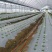 银黑打孔地膜全新料PE除虫反光上色草莓专用膜非