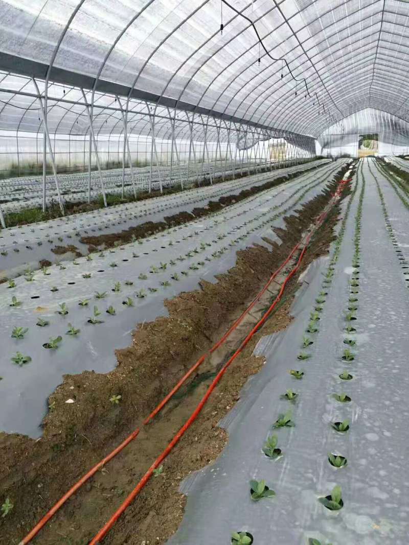 银黑打孔地膜全新料PE除虫反光上色草莓专用膜非