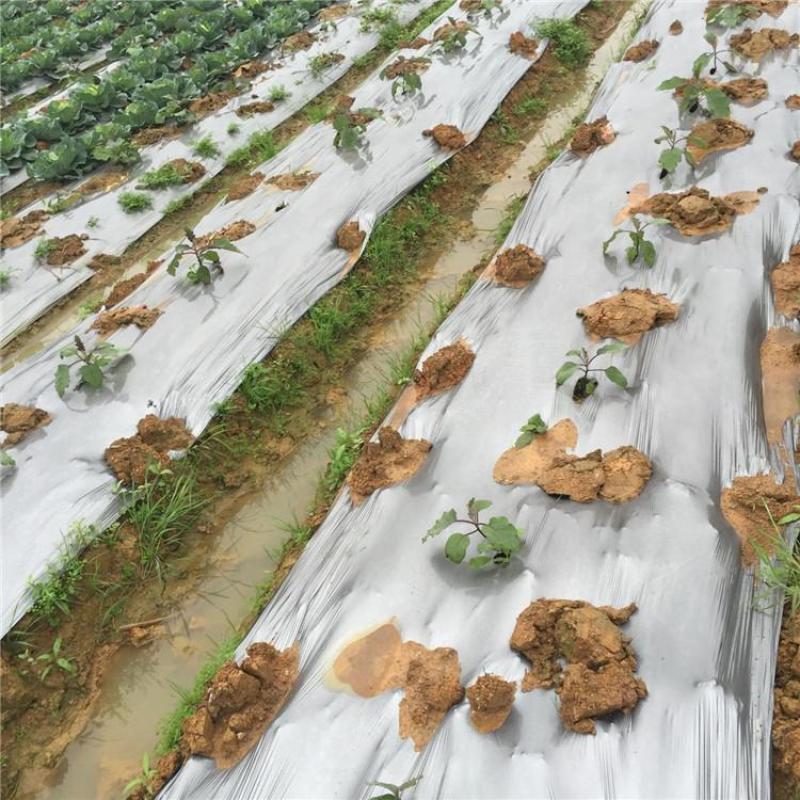 银黑打孔地膜全新料PE除虫反光上色草莓专用膜非