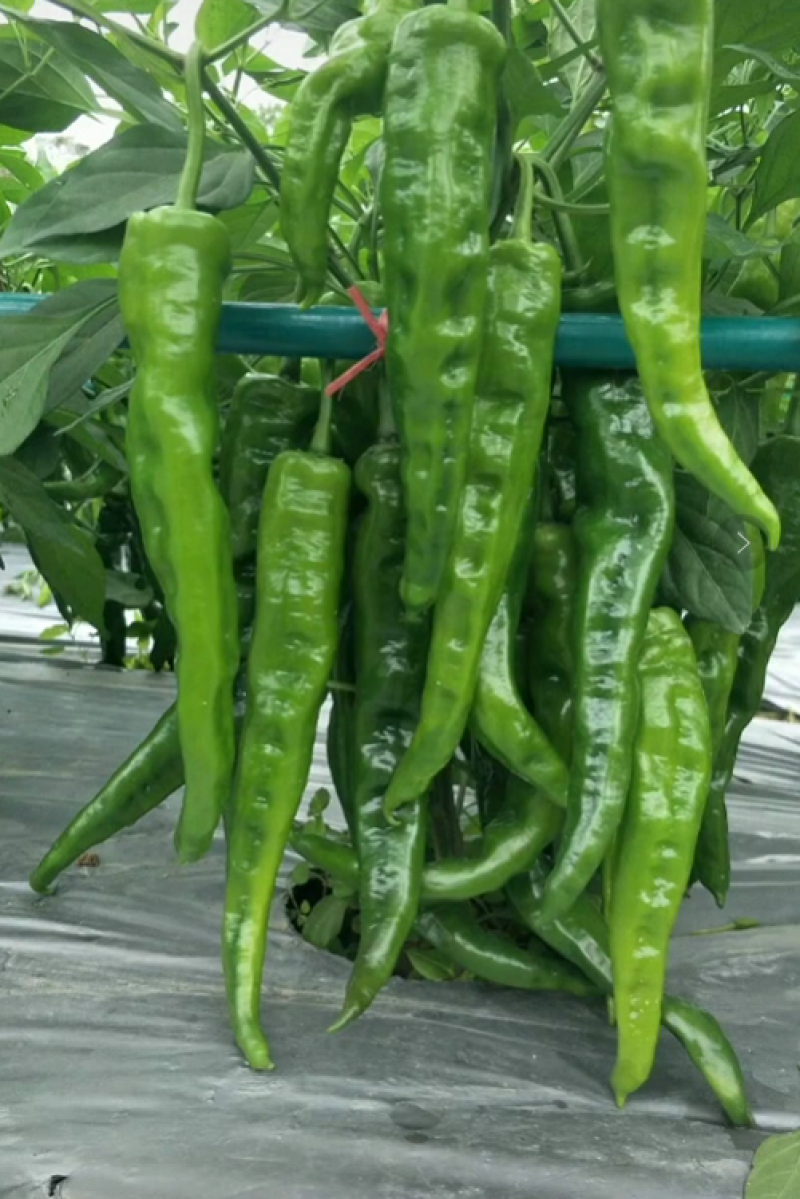 银黑打孔地膜全新料PE除虫反光上色草莓专用膜非