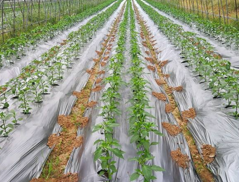 银黑打孔地膜全新料PE除虫反光上色草莓专用膜非