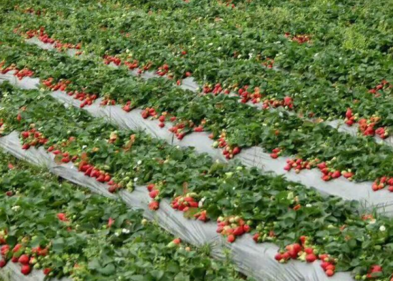 银黑打孔地膜全新料PE除虫反光上色草莓专用膜非