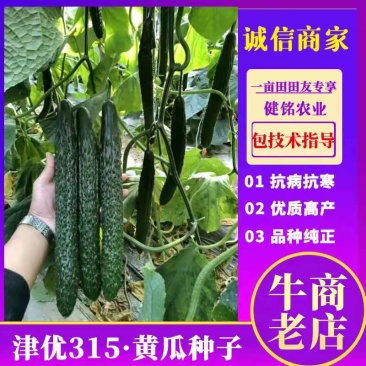 密刺黄瓜种子津优315抗寒抗病高产优质