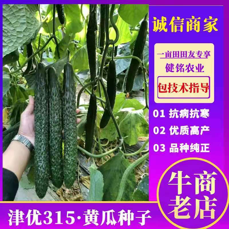 密刺黄瓜种子津优315抗寒抗病高产优质
