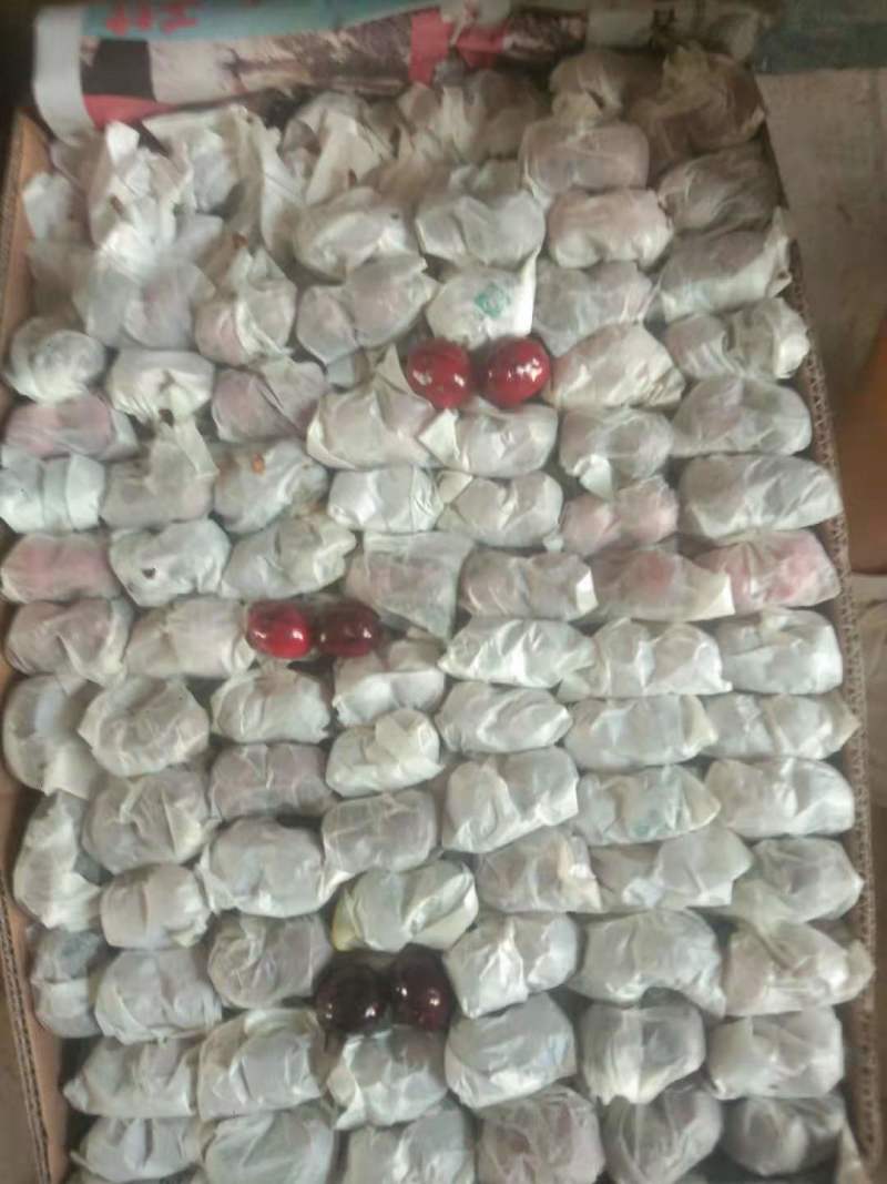 【套袋俄八樱桃】精品大樱桃时令新鲜水果现摘现发欢迎采购