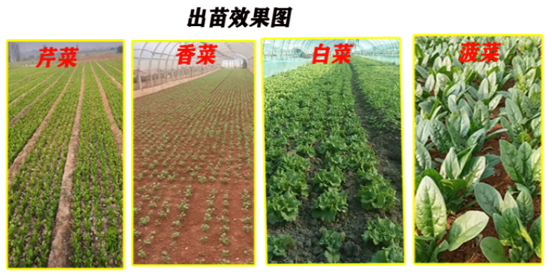 蔬菜播种机红苋菜空心菜精播机大棚用轻便小型辣椒茄子育苗机