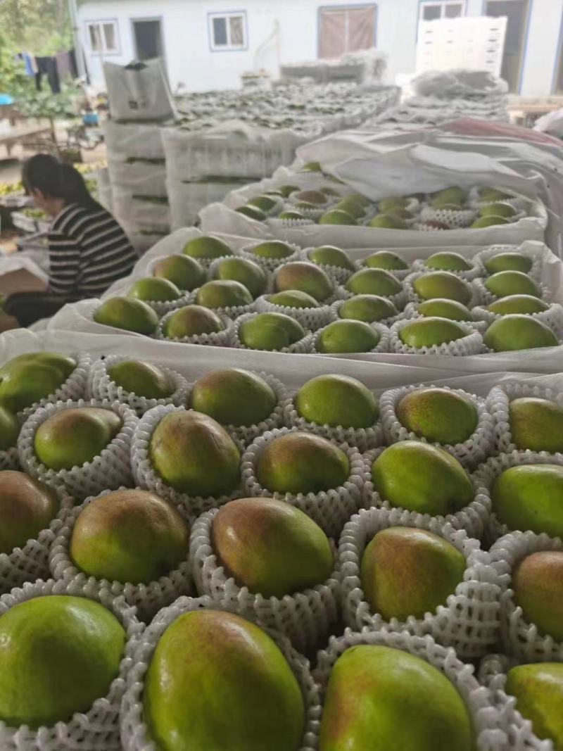 梨河北新梨七号果园现摘产地直供口感脆甜货源充足