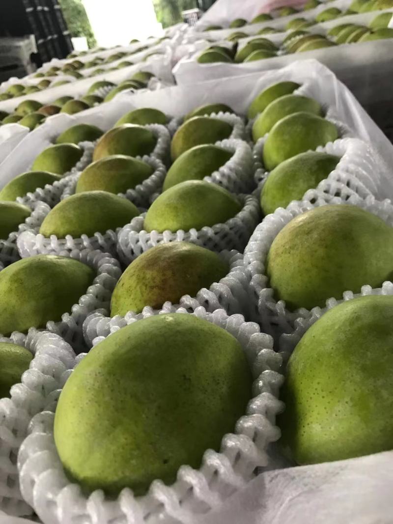梨河北新梨七号果园现摘产地直供口感脆甜货源充足
