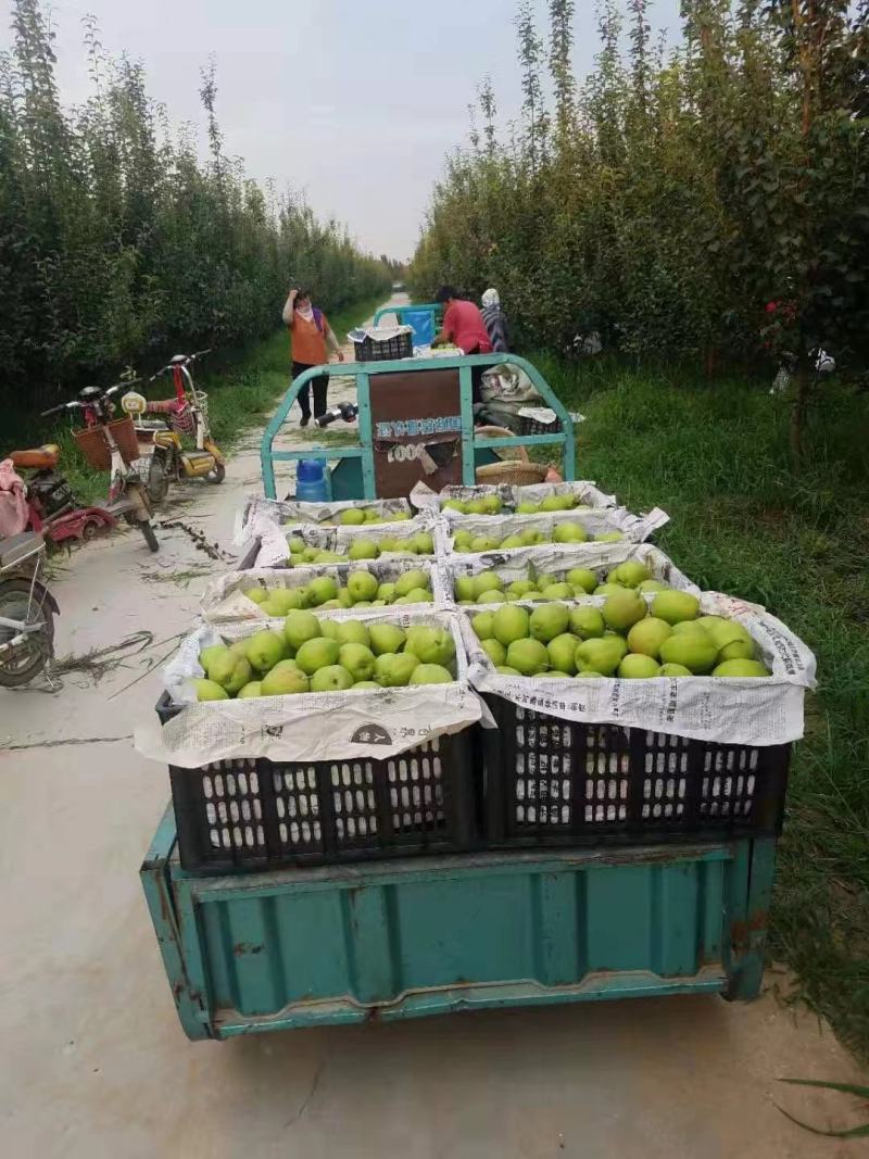 梨河北新梨七号果园现摘产地直供口感脆甜货源充足