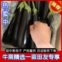 辽宁绥中长茄茄子烧烤茄市场食堂大集货大量供应货源