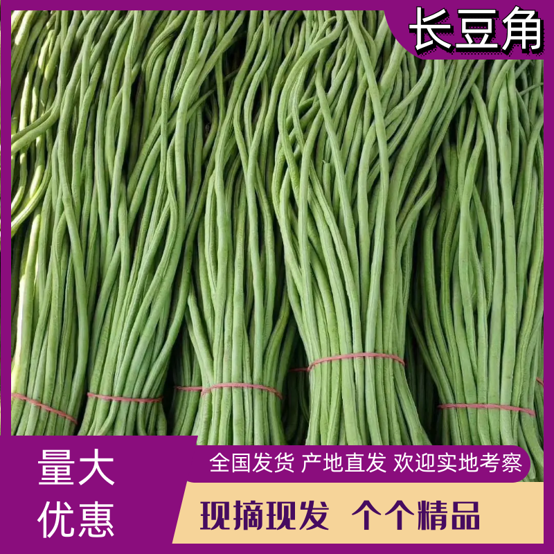 长豆角80厘米以上，走市场，加工厂，大量供应。