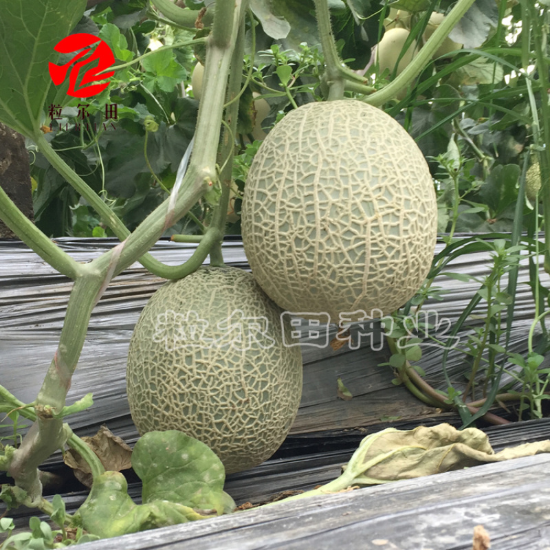 绿肉脆蜜甜瓜种子哈密瓜种植网纹甜瓜种籽甜脆绿肉脆肉