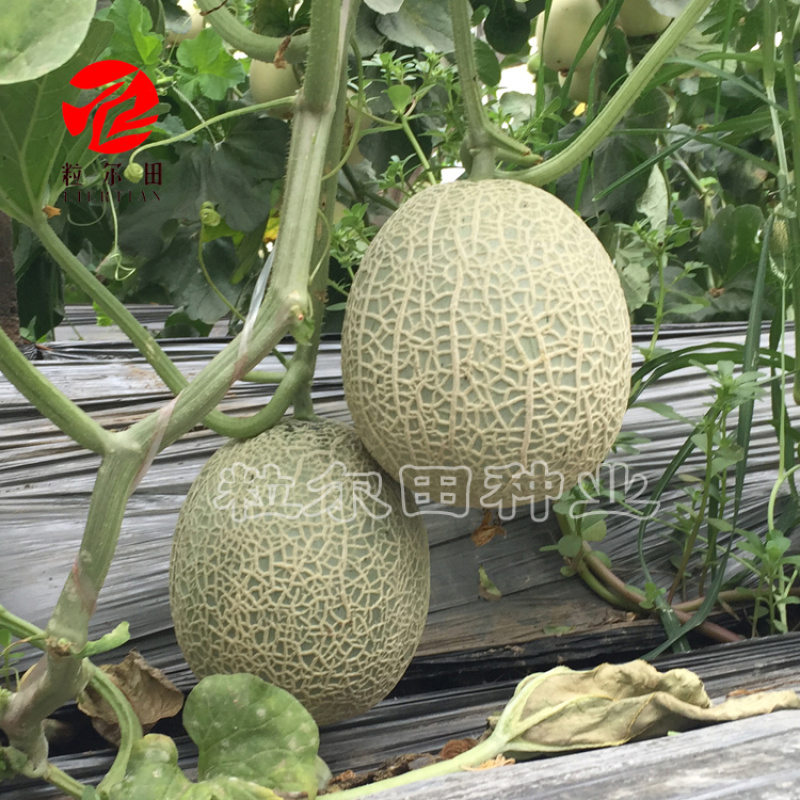 绿肉脆蜜甜瓜种子哈密瓜种植网纹甜瓜种籽甜脆绿肉脆肉