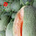 蜜冠36哈蜜瓜果肉桔红脆甜西州蜜种子哈蜜瓜种子