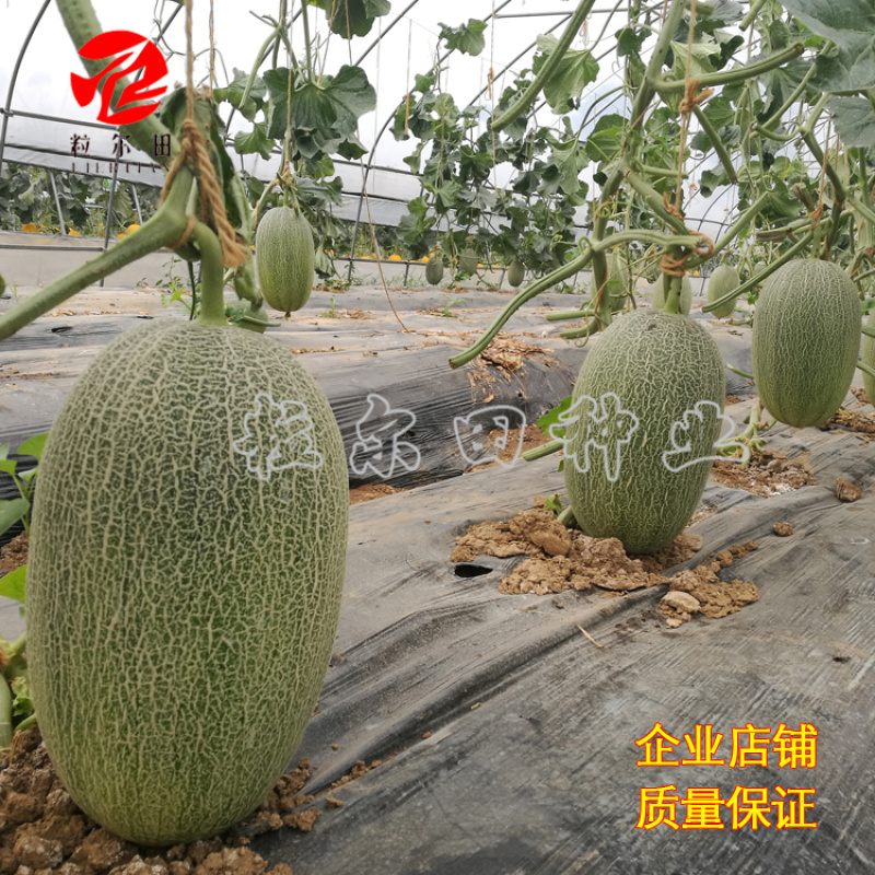 领航25哈蜜瓜种子甜瓜种子300粒装温室大棚用种