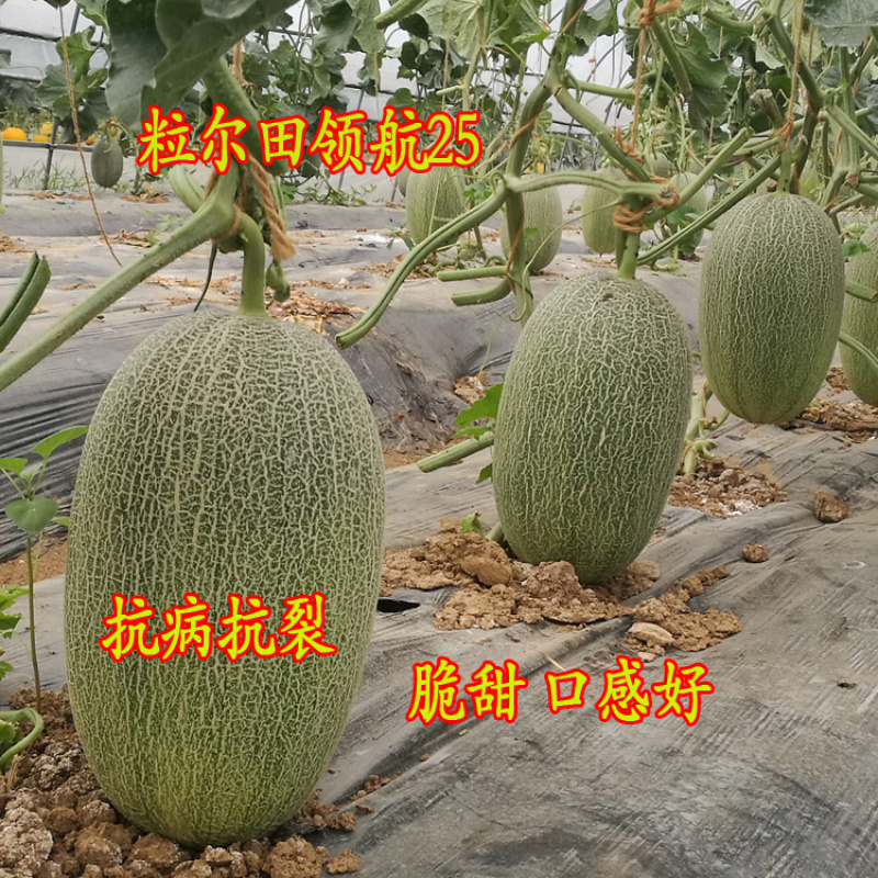 领航25哈蜜瓜种子甜瓜种子300粒装温室大棚用种