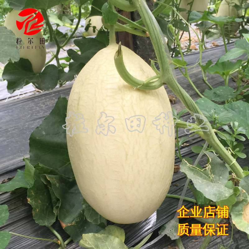 粒尔田脆甜白哈密果肉橙红肉质紧脆清甜可口