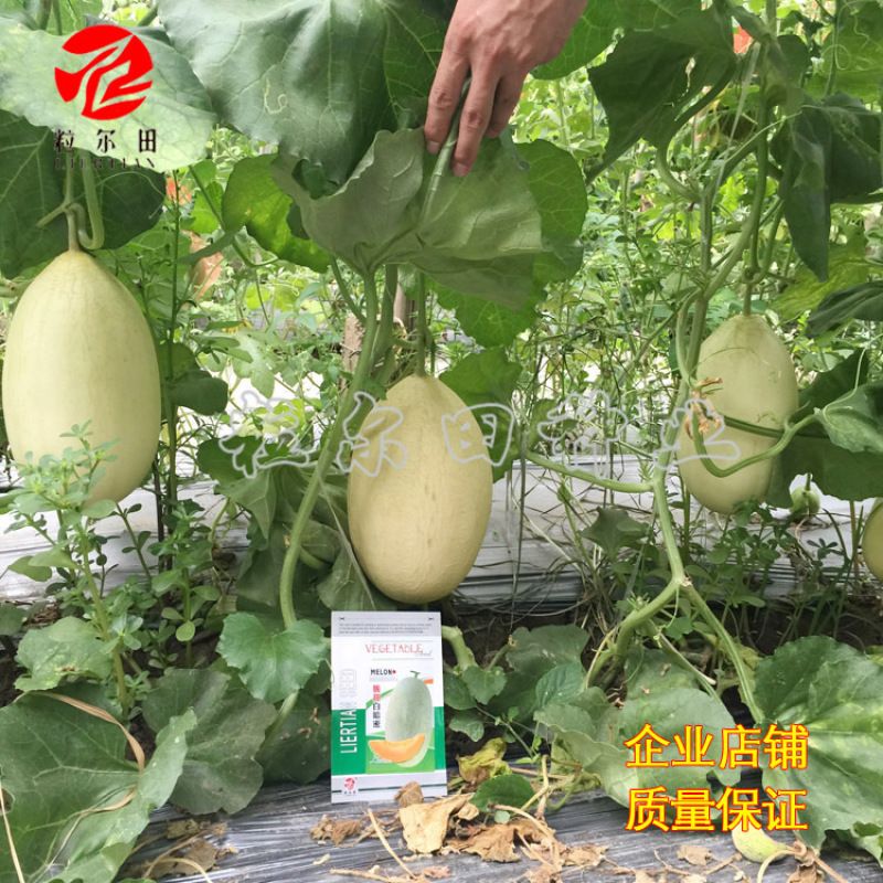 粒尔田脆甜白哈密果肉橙红肉质紧脆清甜可口