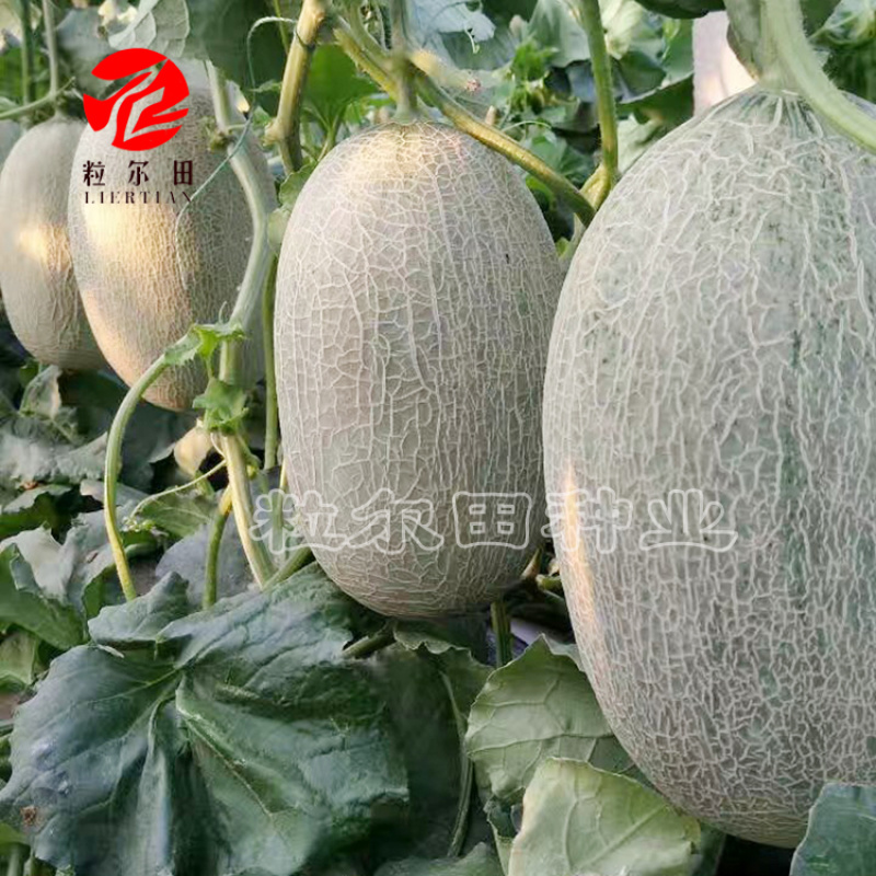 粒尔田长香蜜三号哈密瓜种子水果种子