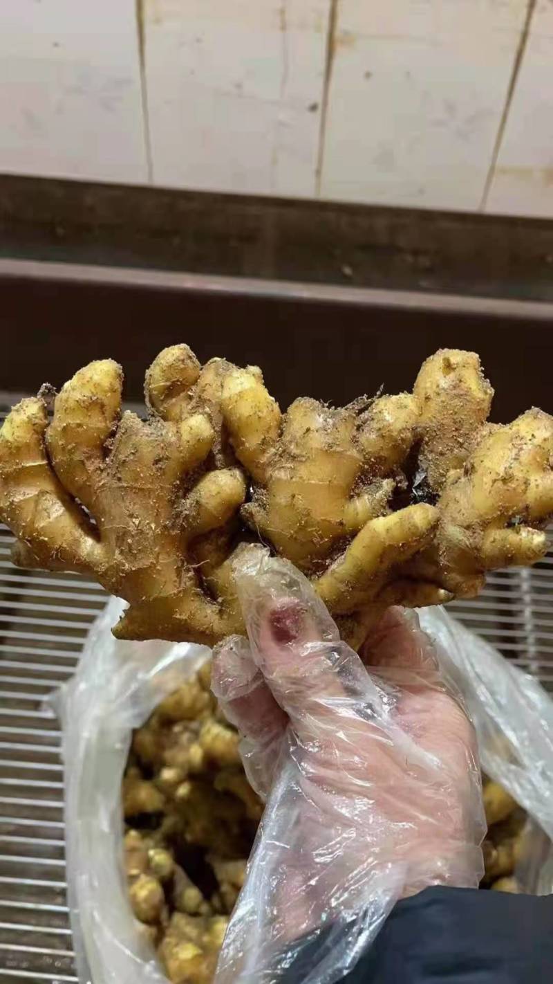 山东生姜生姜种子货源充足产地直发可视频看货