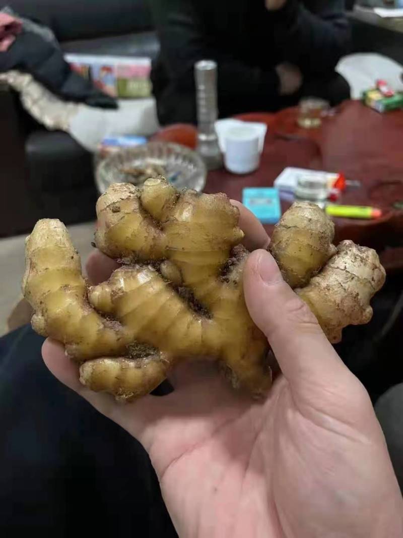 山东生姜生姜种子货源充足产地直发可视频看货