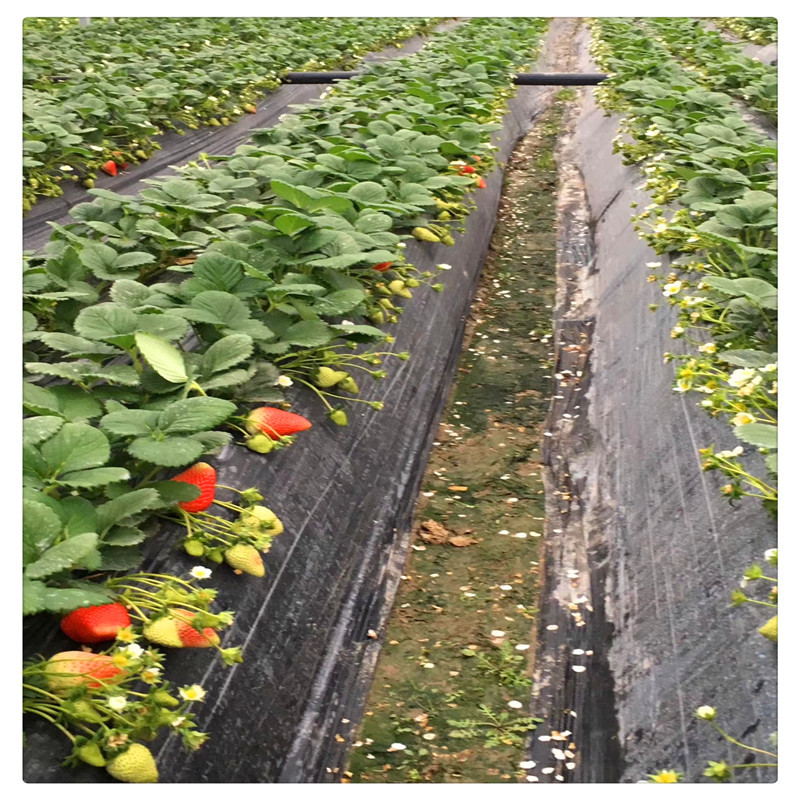 四川草莓苗价格全明星草莓苗章姬草莓苗批发基地