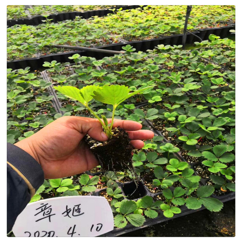 四川草莓苗价格全明星草莓苗章姬草莓苗批发基地