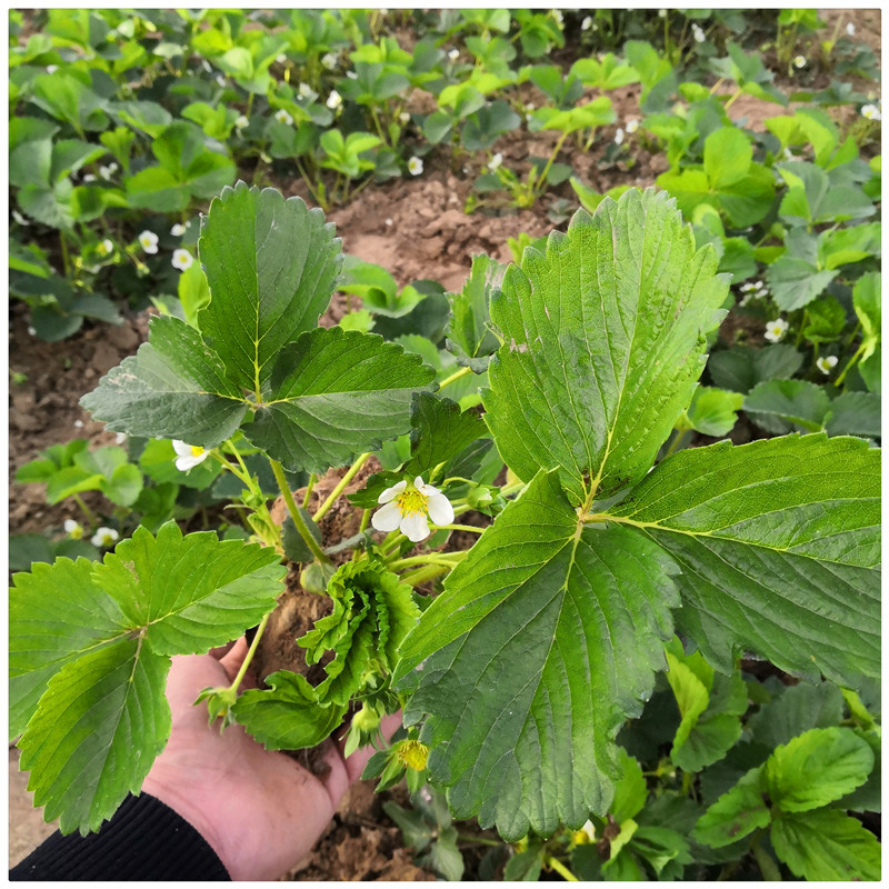 四川草莓苗价格全明星草莓苗章姬草莓苗批发基地
