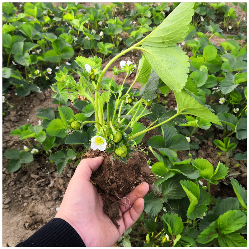 四川草莓苗价格全明星草莓苗章姬草莓苗批发基地