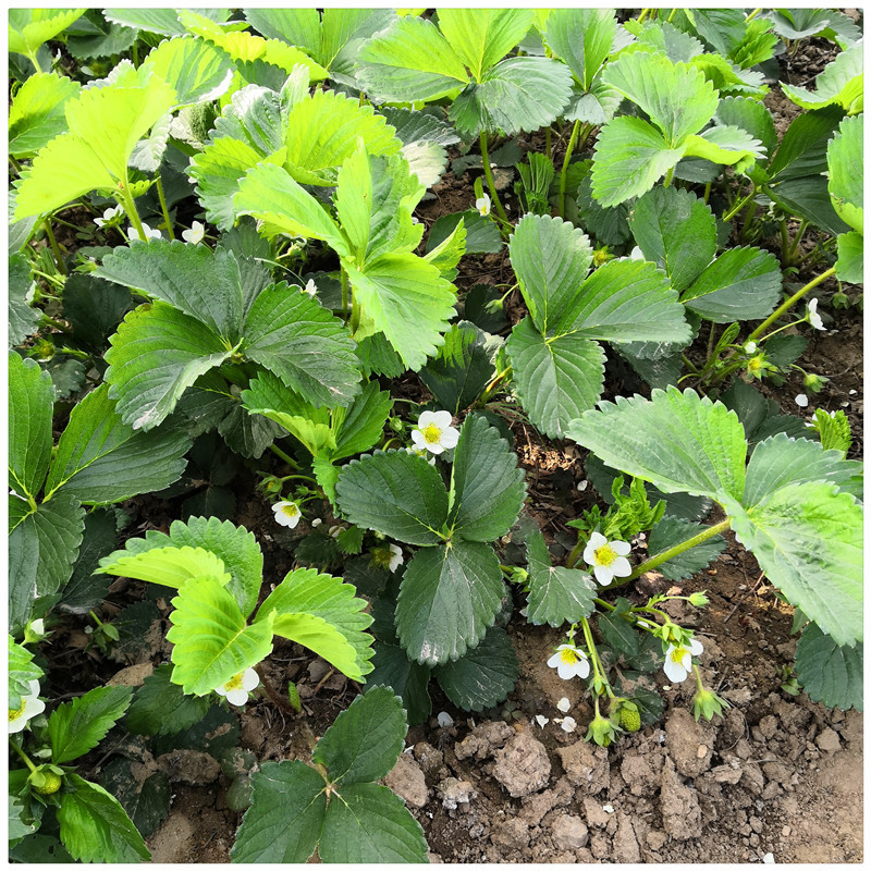 四川草莓苗价格全明星草莓苗章姬草莓苗批发基地