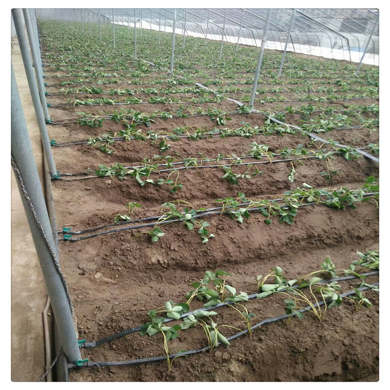 香野草莓苗价格泰安草莓苗基地供应牛奶草莓苗
