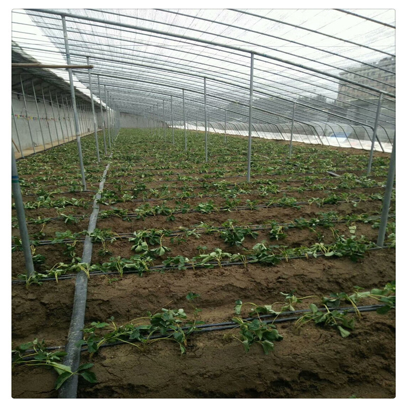 香野草莓苗价格泰安草莓苗基地供应牛奶草莓苗