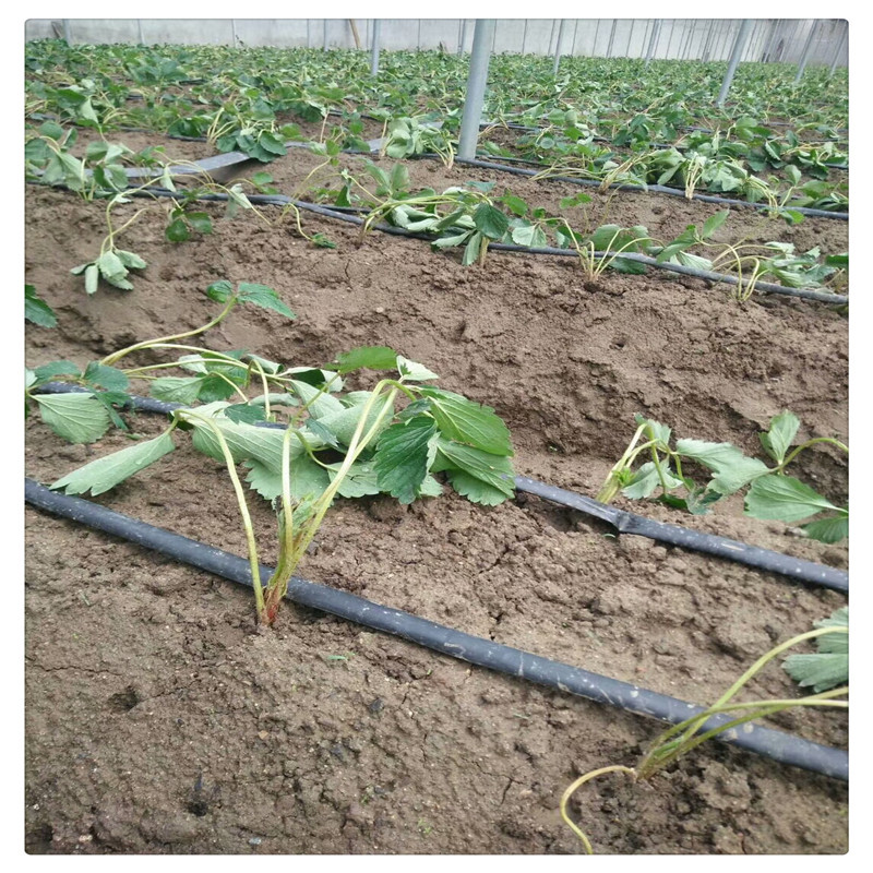 香野草莓苗价格泰安草莓苗基地供应牛奶草莓苗