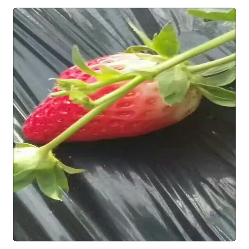 香野草莓苗价格泰安草莓苗基地供应牛奶草莓苗