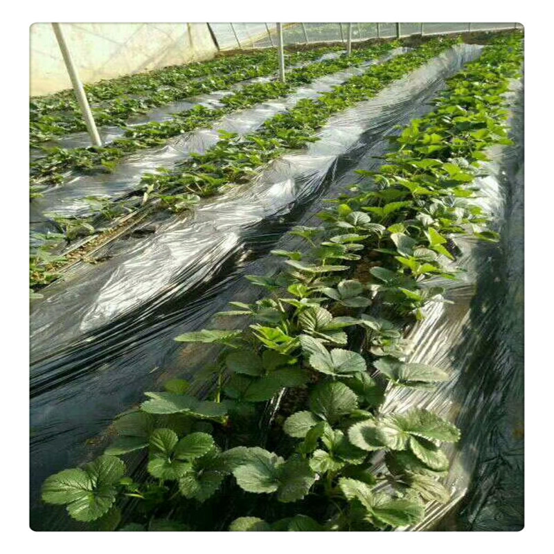 香野草莓苗价格泰安草莓苗基地供应牛奶草莓苗