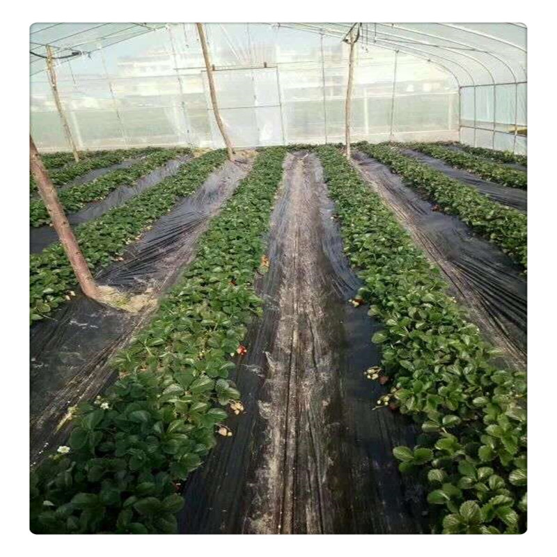 香野草莓苗价格泰安草莓苗基地供应牛奶草莓苗