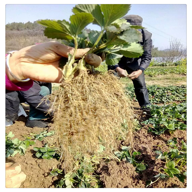 香野草莓苗价格泰安草莓苗基地供应牛奶草莓苗