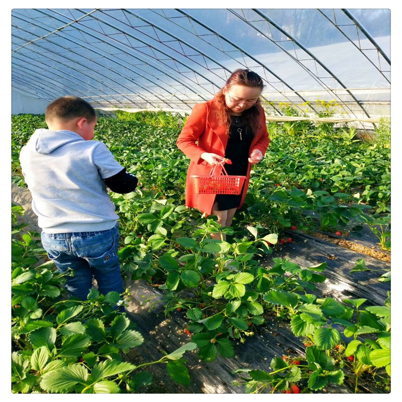 香野草莓苗价格泰安草莓苗基地供应牛奶草莓苗