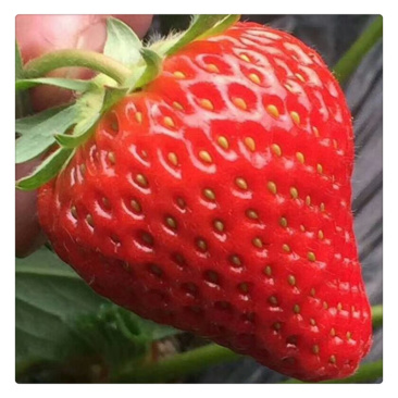 香野草莓苗价格泰安草莓苗基地供应牛奶草莓苗