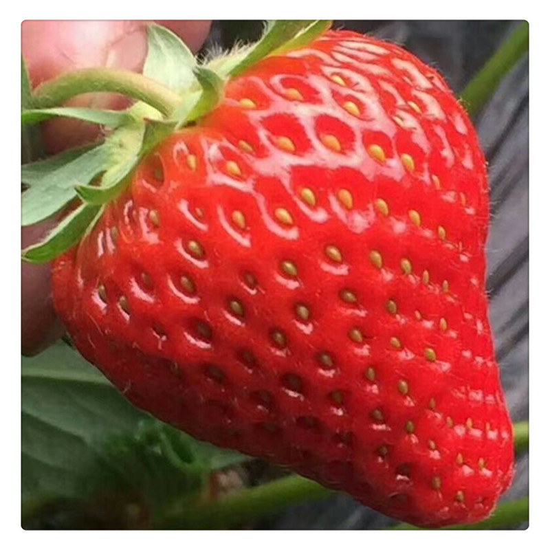 香野草莓苗价格泰安草莓苗基地供应牛奶草莓苗